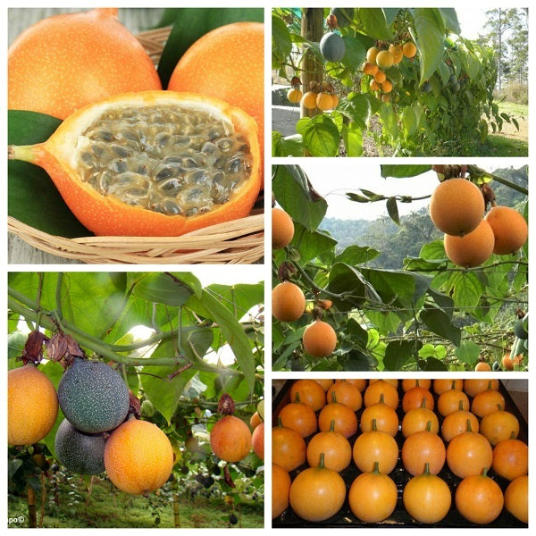 Yellow Passion Fruit 250-300g / Chanh Day Vang
