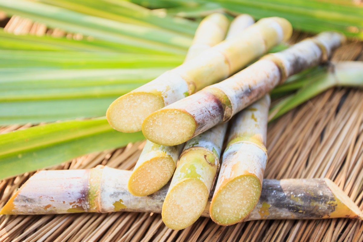 S1 - Fresh Sweet Cane / Mía Cây Tươi 1kg - 1.1kg