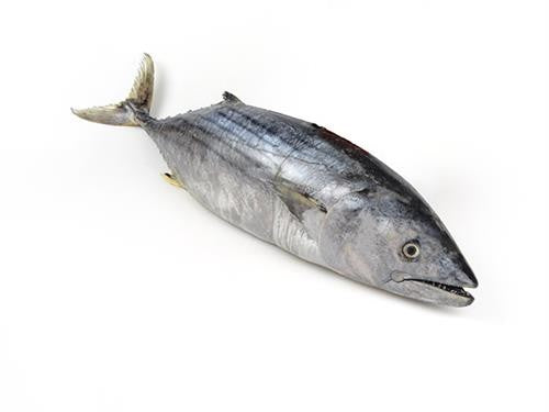 BNC - Bullet Baby Tuna 1 Piece 1.3kg/ Ca Ngu Baby