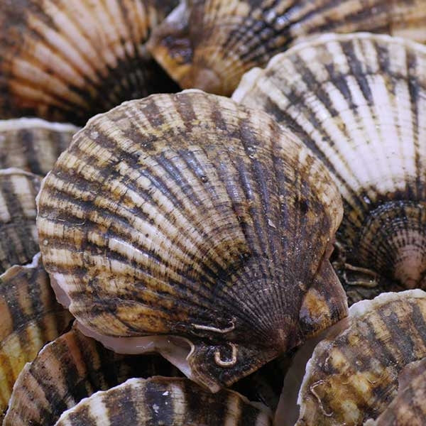 CR- Fresh King Scallop SandFree-Hand Dive 10-11 CM 2 Kg/ So Diep Tuoi Size Vua Khong Cat- Duoc Lan Bat RECEIVED ON 15/16/17 April