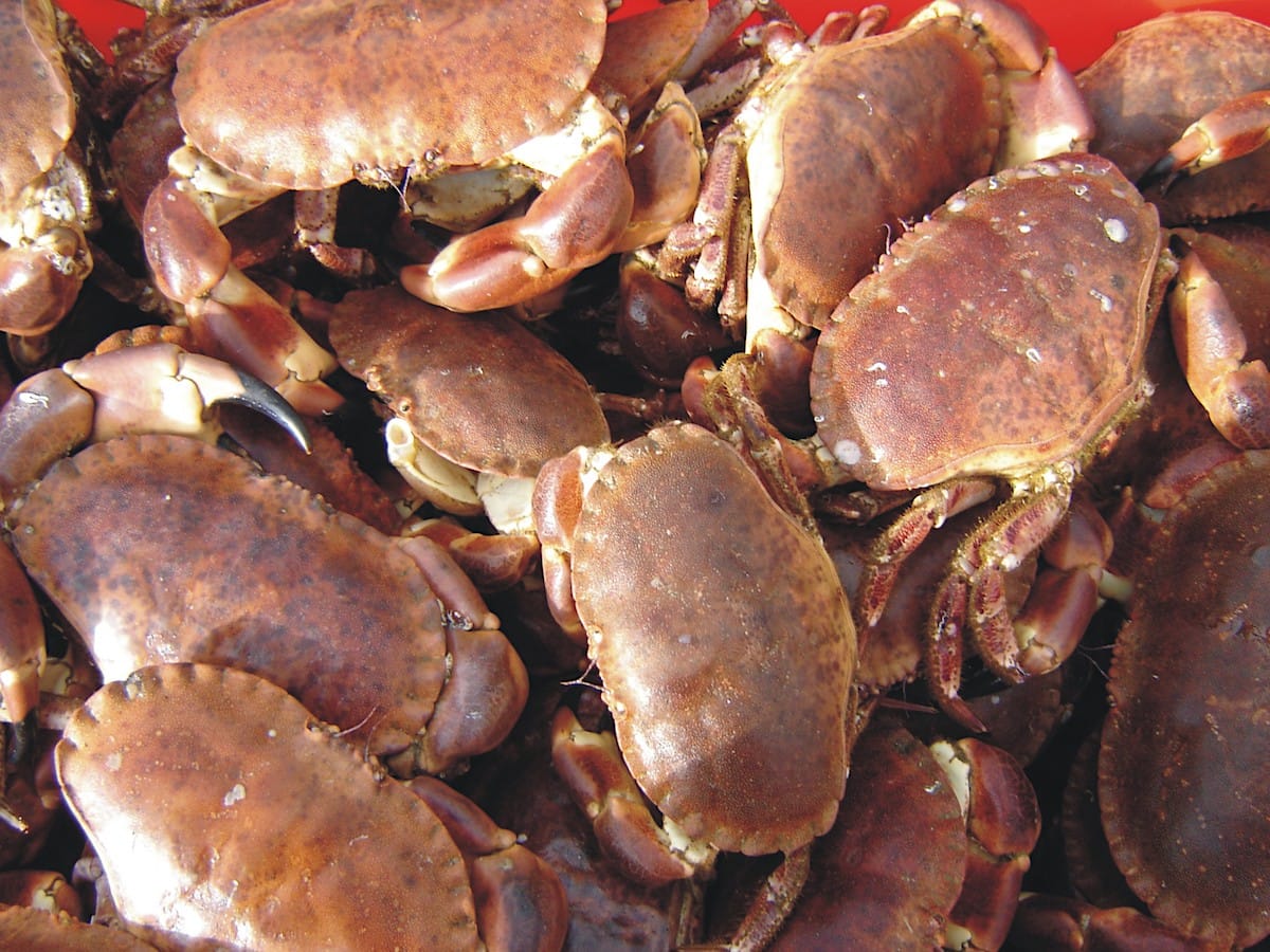 CR - Femal Brown Crab 1 box 2-2.4kg 4 Pieces 8.99E/1kg/ Cua Nau Cai Tuoi (ONLY FOR LOCAL SELF-PICK UP ON 18/6)