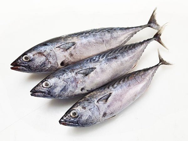 Bullet Baby Tuna 900g-1000g/ Ca Ngu Nguyen Con 900g-1000g