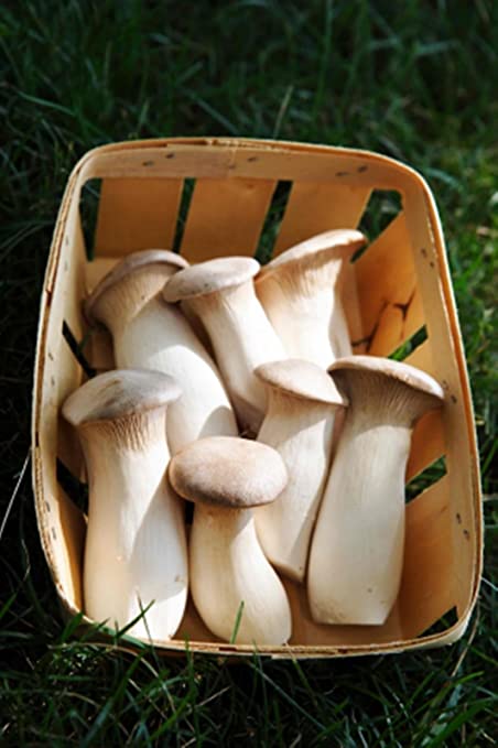 King Oyster Mushroom 300g