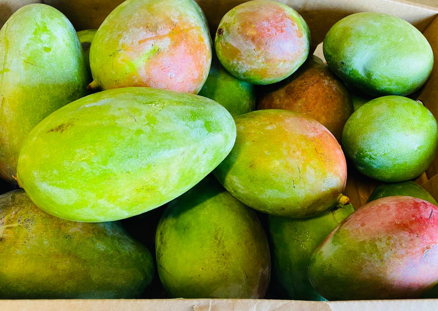 MTRS- Fresh Green Mango 2 Pieces/Xoai Tuoi 2 Trai 900-1000g