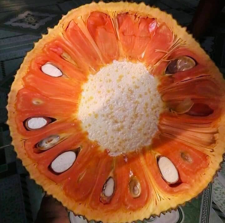 Fresh Jackfruit 1 Pieces / Mit Ruot Do Mieng Between 2 to 4 kg (€17.99/kg)