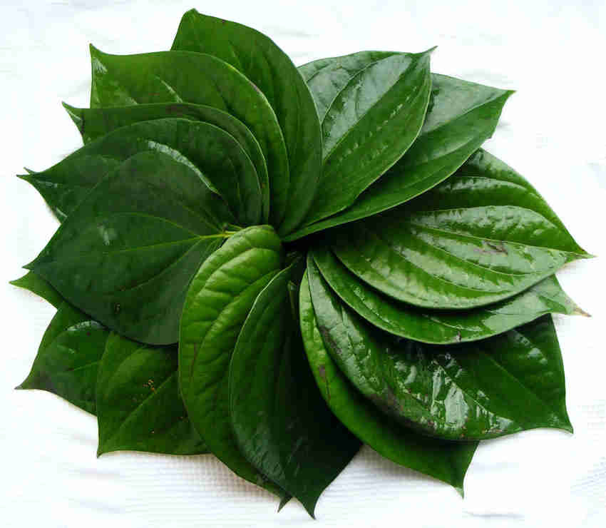 S1 - Batel Leaf / Lá Trầu Không 100g