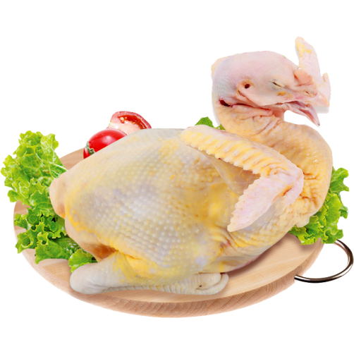 Walking Hen/ Ga Mai Di Bo Nguyen Con