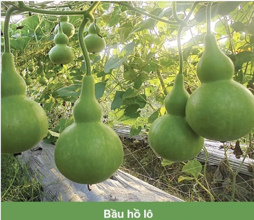 Birdhouse Gourd Seeds / Hat Giong Bau Ho Lo