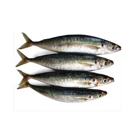 BNC - Japanese Scad / Ca Nuc Gai 1kg