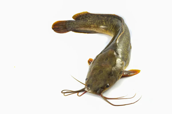 Whole Catfish / Ca Tre Nguyen Con 300-500gr