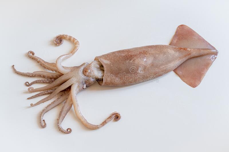 European Squid (4/6) 20% 1 kg / Muc Ong Chau Au (4/6) 20% 1 Kg