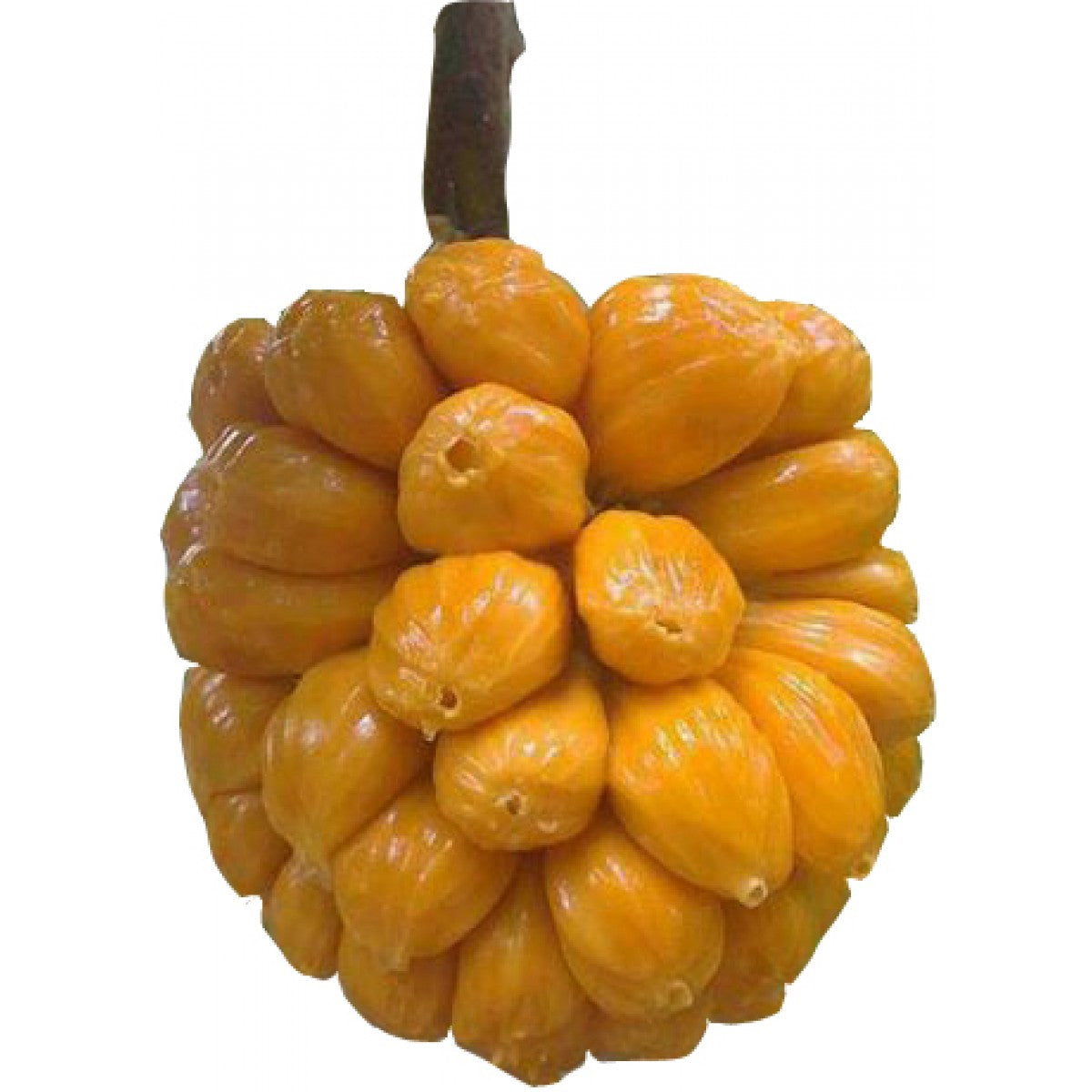 Fresh Jackfruit 1 Piece / Mit To Nu 1 qua (0.9-1 .1Kg)