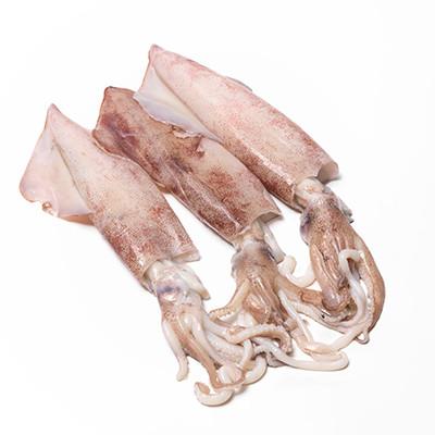 BNC - Squid Whole Loligo Duvauceli / Muc Ong To (3/6) 10% 2kg