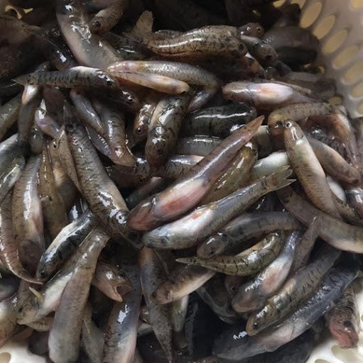 Dusky Sleeper 10/20 250g / Ca Bong Trung