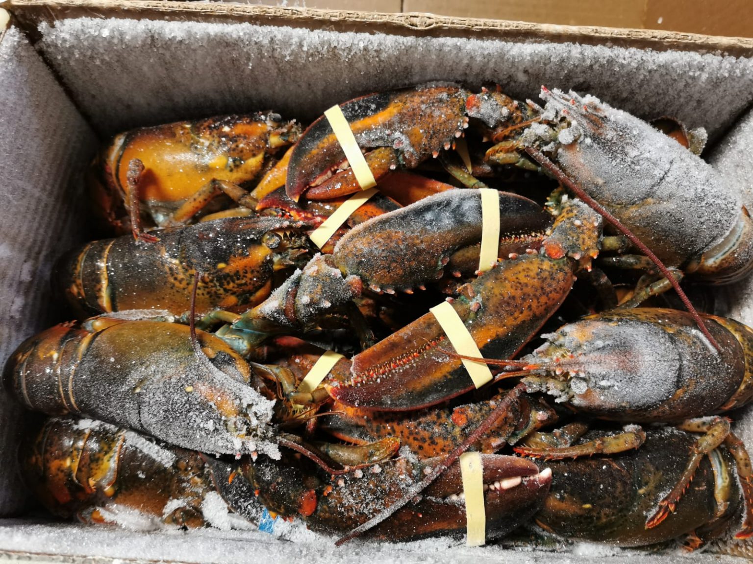 CR Frozen Alaska Lobster 10 Kg Tom Hum Alaska Dong Lanh Hikifood