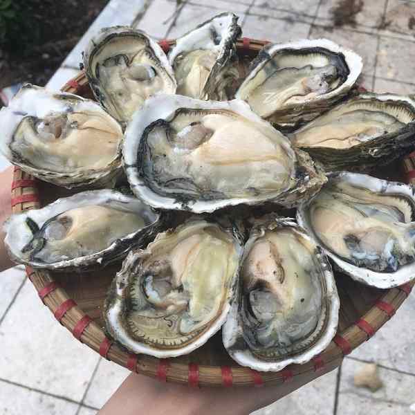 M1 - Fresh Oyster 12 Piecies / Hau Tuoi 12 Con