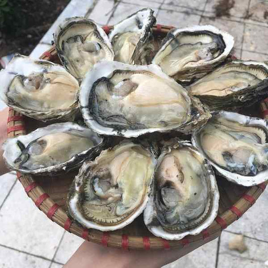 M1 - Fresh Oyster 12 Piecies / Hau Tuoi 12 Con