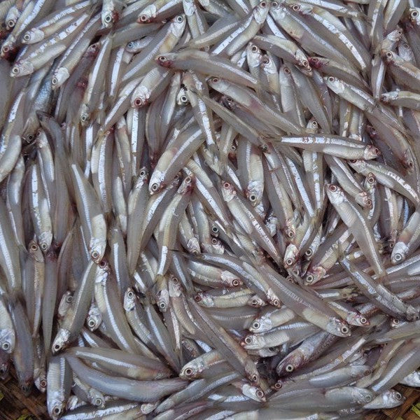 Anchovy/ Ca Com 500g