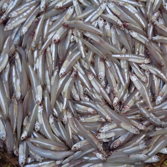 Anchovy/ Ca Com 500g