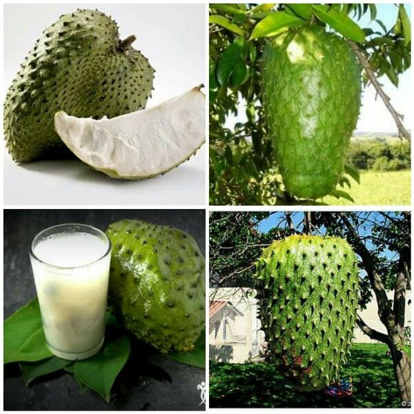 S1 -  Soursop / Mãn Cầu Xiêm 3.4-3.6kg