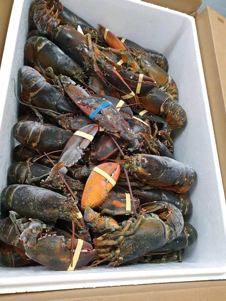 CR - Frozen Canada Lobster / Tom Hum Canada Dong Lanh 10kg RECEIVED ON 15/16/17 April