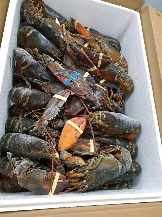 CR - Frozen Canada Lobster / Tom Hum Canada Dong Lanh 10kg RECEIVED ON 15/16/17 April