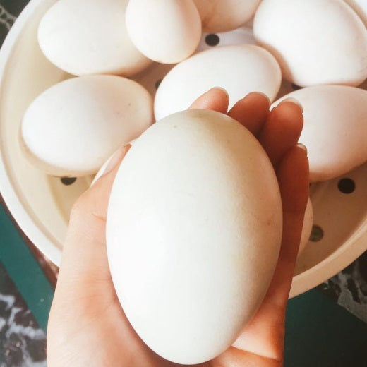VE - Goose Egg 5 Pieces /  Trung Ngong