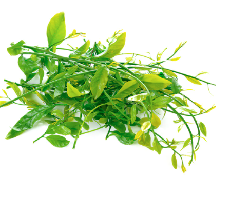 VD -Pak Wan Pa/ Hoa Rau Ngót 100g