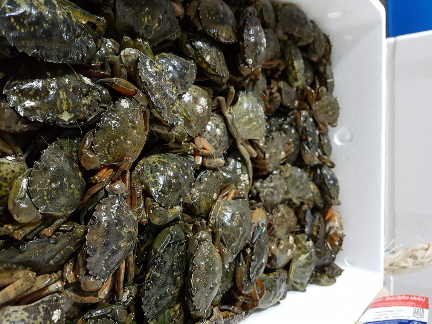 CR - Strandcrab 1 Box 5kg / Cua Bien Ha Lan