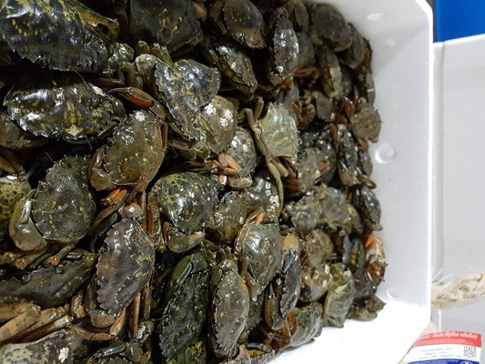 CR - Strandcrab 1 Box 5kg / Cua Bien Ha Lan