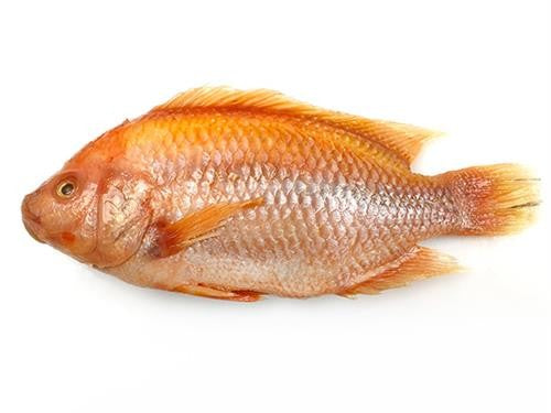 BNC - JONA Red Tilapia 450-550g / Ca Dieu Hong