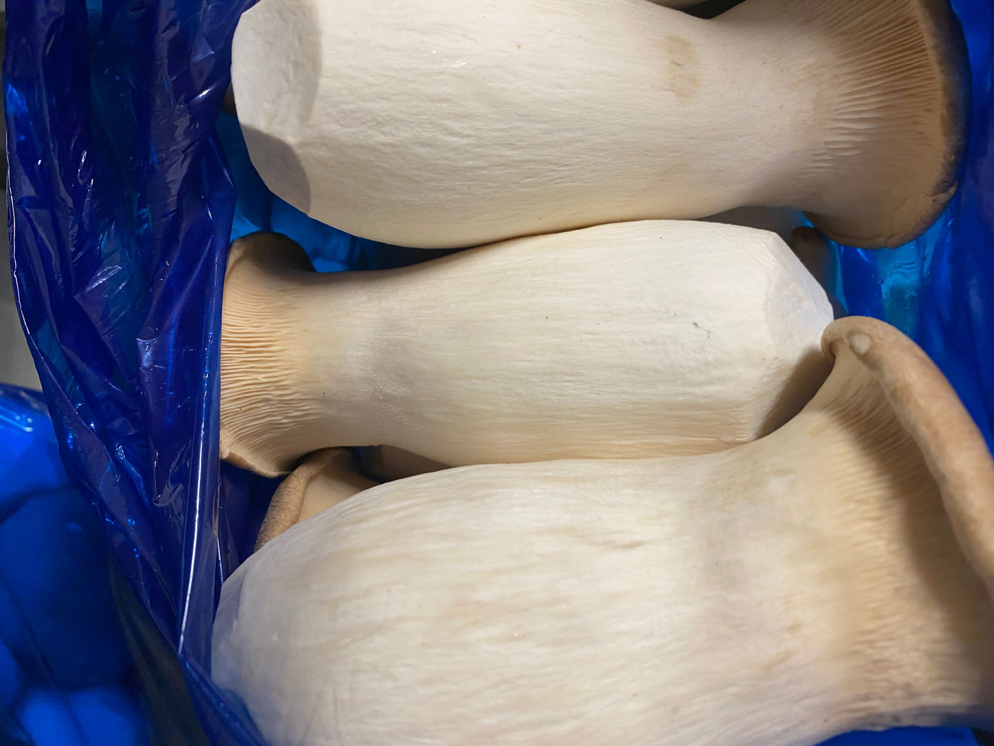 King Oyster Mushroom 300g