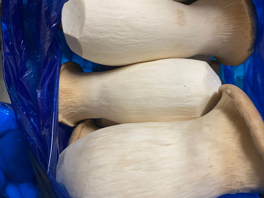 King Oyster Mushroom 500g-550g