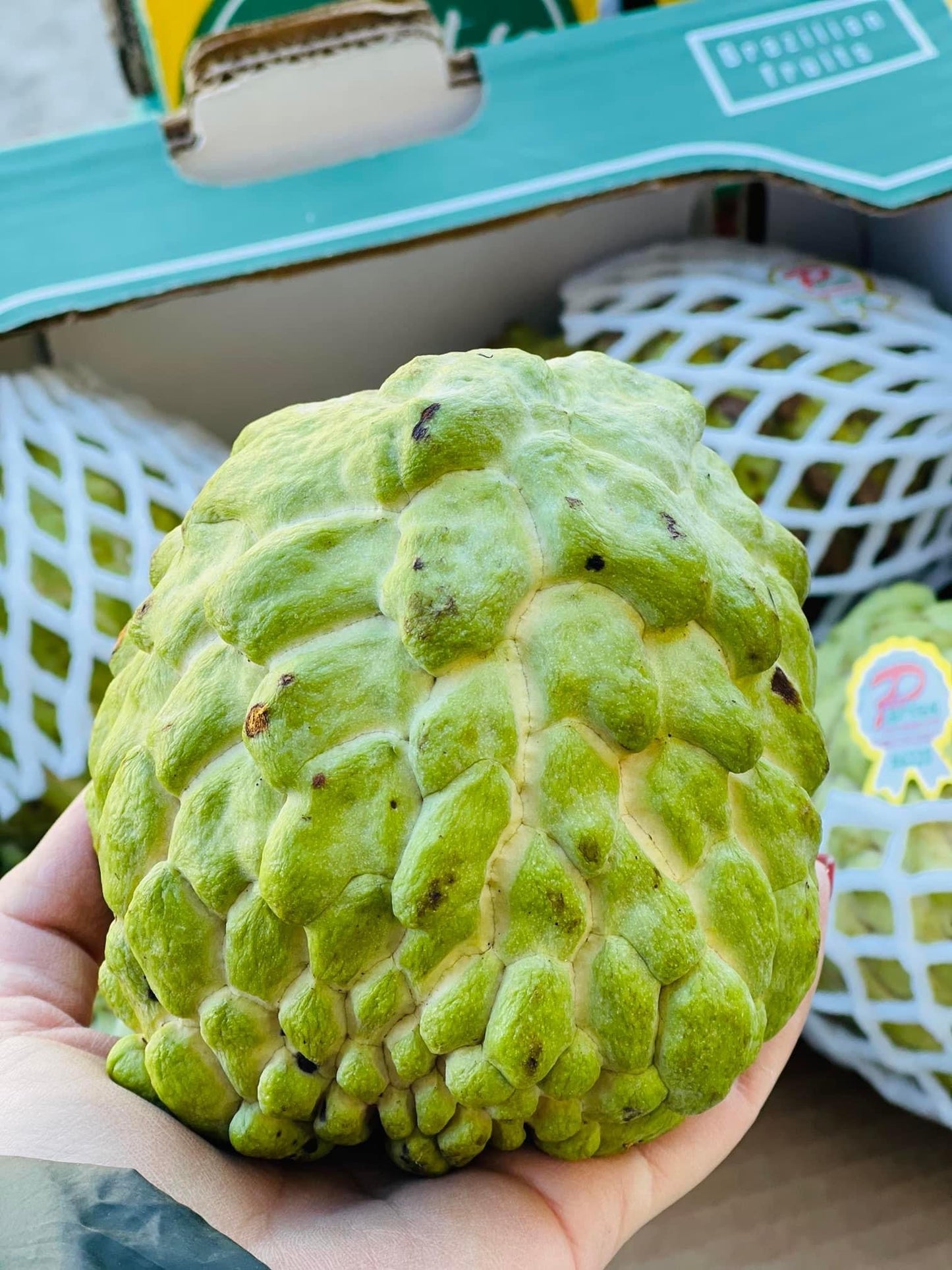 Anona 1 Box ~ 4Kg / Mang Cau Dai