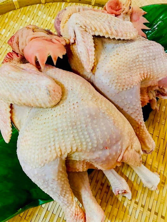 Walking Rooster/ Ga Trong Di Bo Nguyen Con