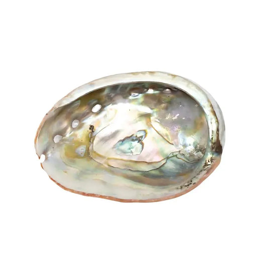 Abalone Shell – 75 to 90 mm-Global Food Hub