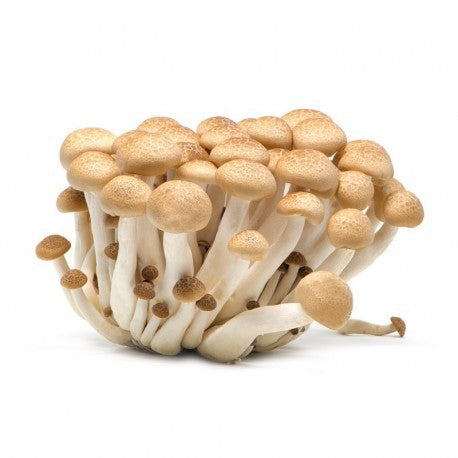 Brown Mushroom Shimeji 150g