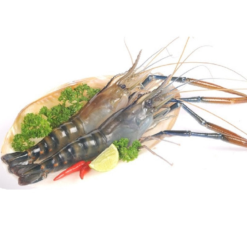 Scampi's HOSO 2/4 1 Kg 20%/ Tom Cang Xanh