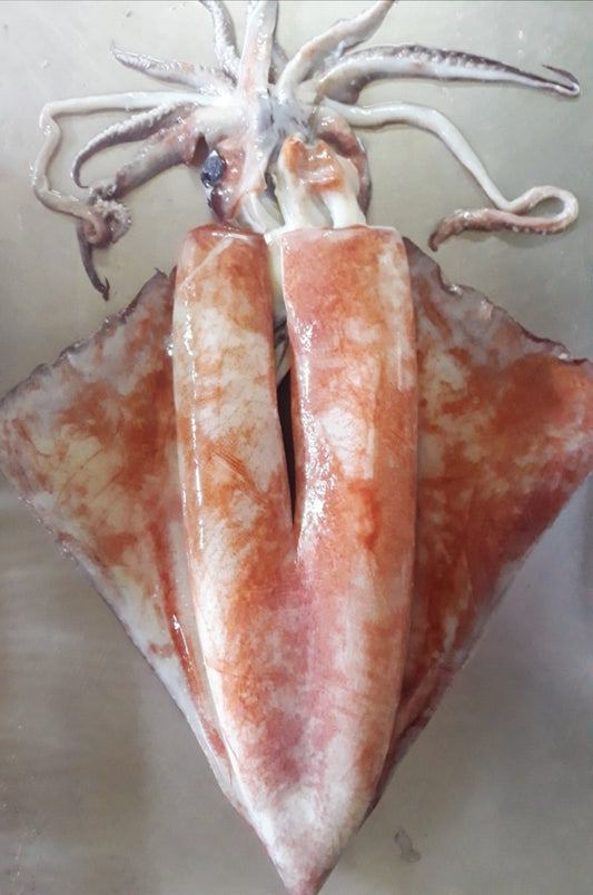 BNC- Dutch King Squid 6kg 20% / Muc Ong Khong Lo