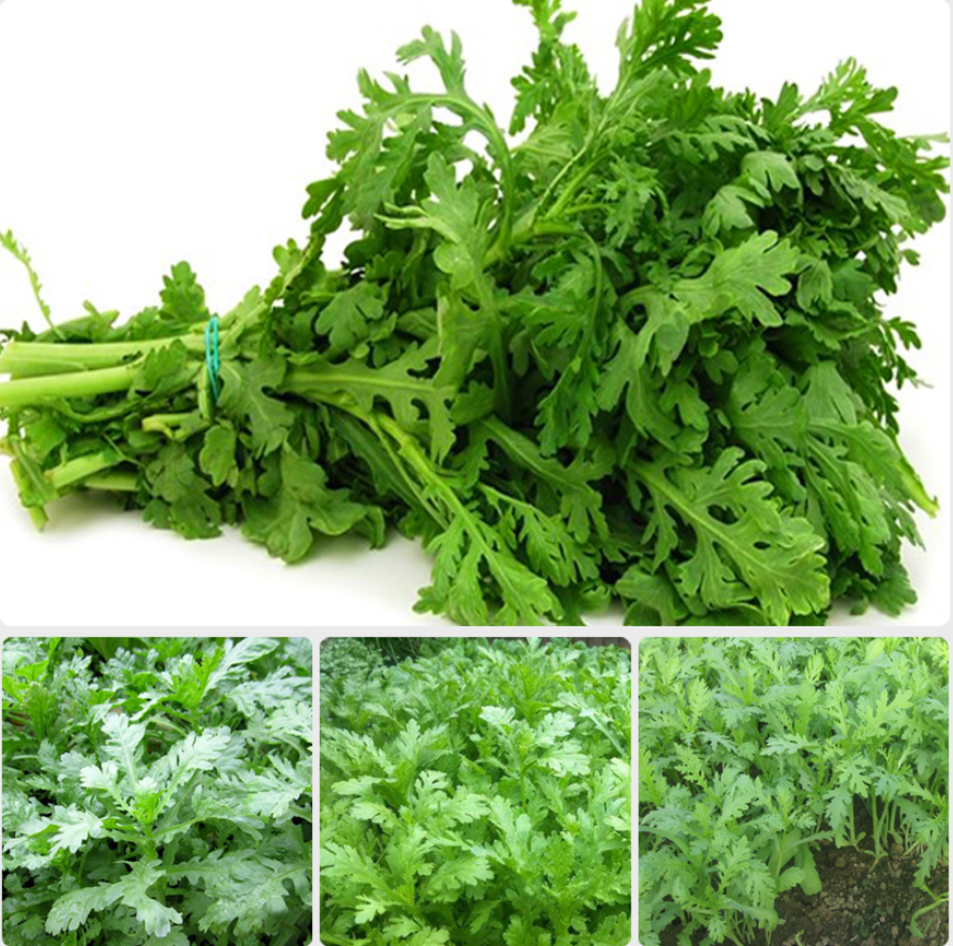 Fresh Tong Ho Seeds / Hat Giong Tan O