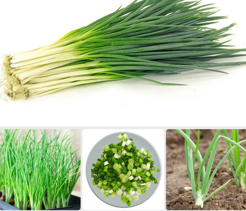Spring Onion Seeds / Hat Giong Hanh La Cao San