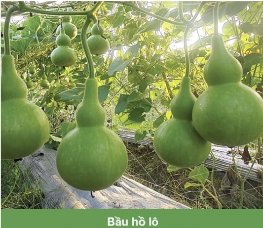 Birdhouse Gourd Seeds / Hat Giong Bau Ho Lo