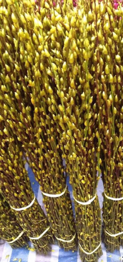 TET - Yellow Tam Xuan Flowers / Nụ Tầm Xuân Vàng 10 piecies