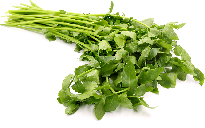 MTRS-Fresh Chinese Celery 250g / Rau Can Tay 250g