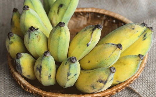 S1 -  Kathli Banana / Chuối Sứ 2.8-2.9kg