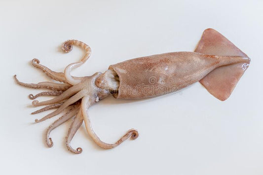 European Squid (4/6) 20% 1 kg / Muc Ong Chau Au (4/6) 20% 1 Kg