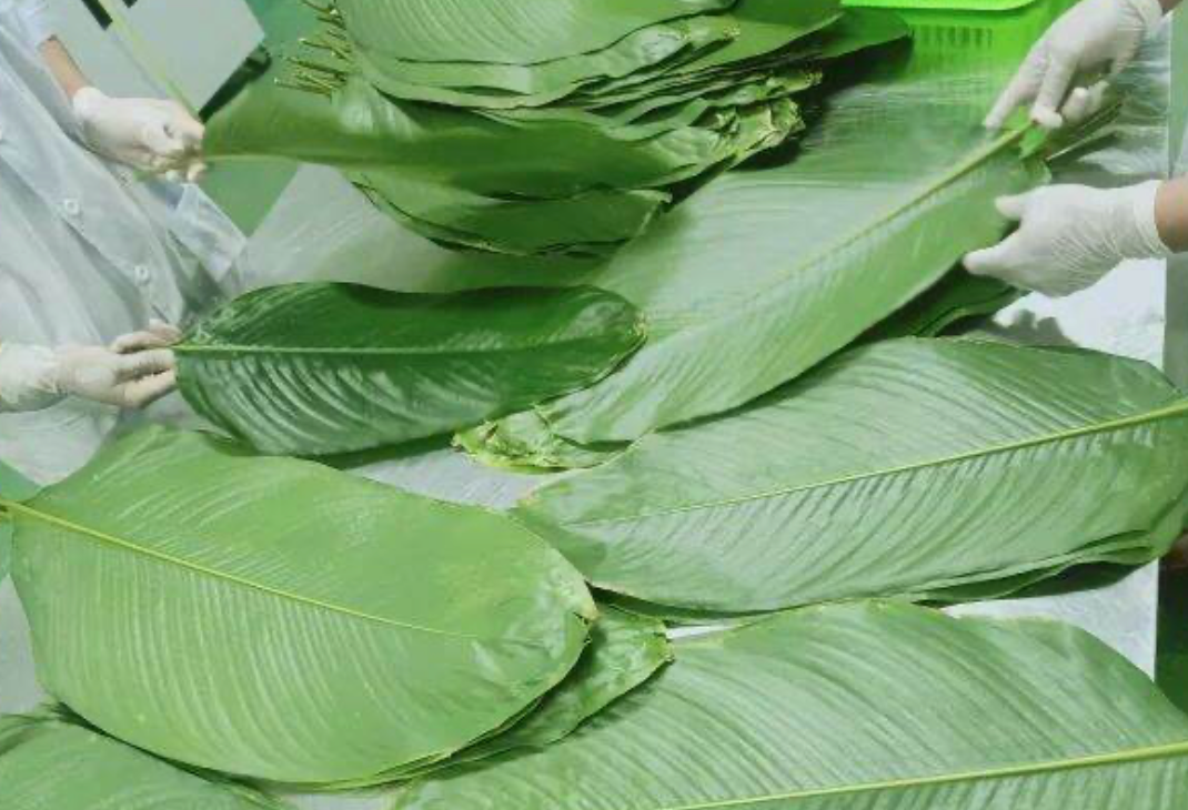 Frozen Dong Leaves /  La Dong Dong Lanh 1kg