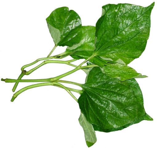 Cha Plu / Lá Lốt 100g