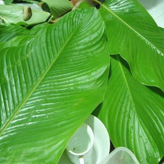 Fresh Dong Leaf/ La Dong Tuoi 1 Kg 30-40 piecies