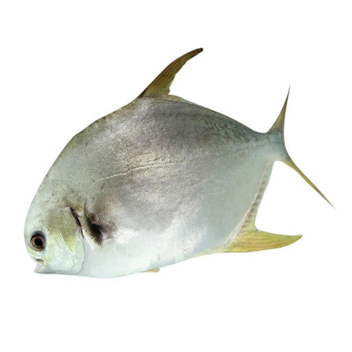 ASIAN CHOICE Golden Pomfret 400-600g